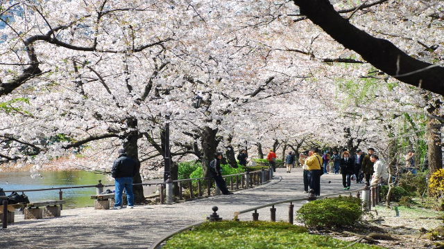 Wisata Jepang Terpopuler untuk Dikunjungi saat Liburan