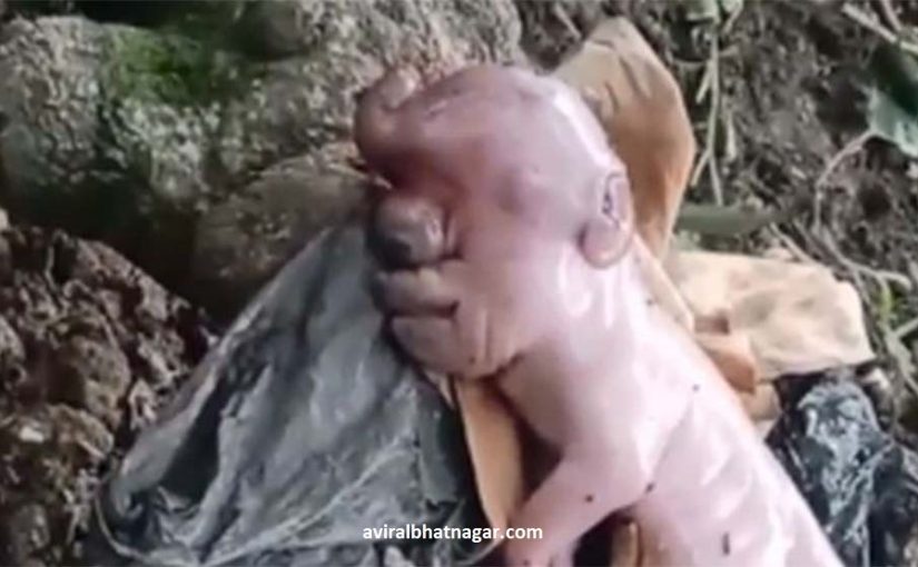 Inilah yang Viral Anak Babi Ini Wajahnya Mirip Manusia di NTT